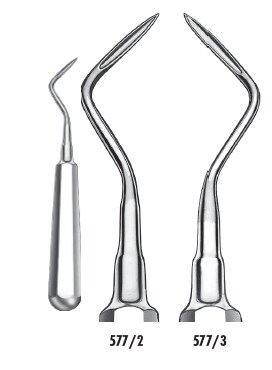 Rothävel Flohr spetsig Apical höger