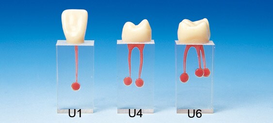 Endomodell  S3-U4